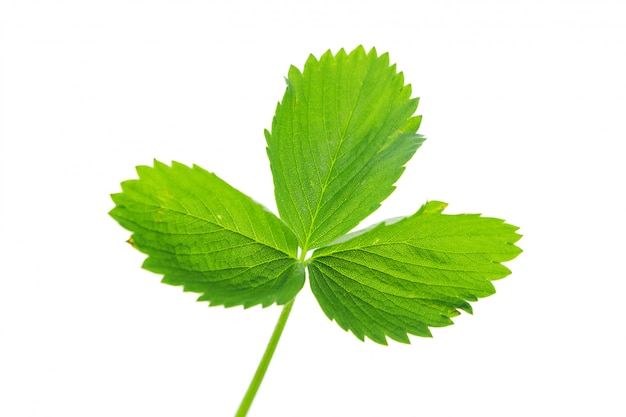 Green strawberry plant leaf isolated on white background