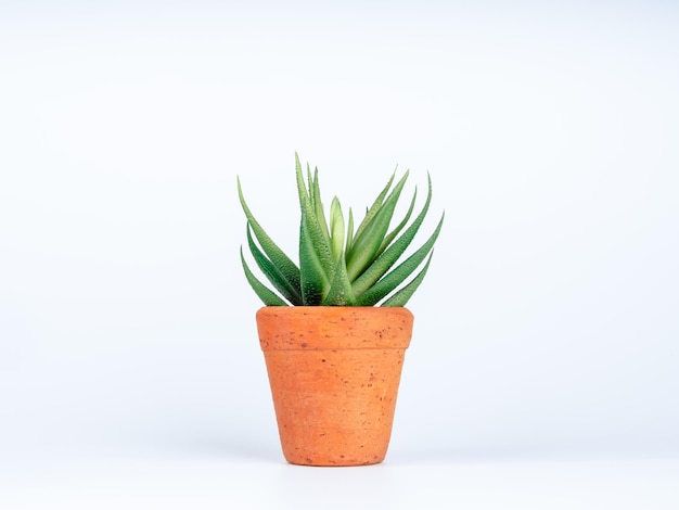 Green succulent or aloe vera plant in small round terra cotta pot isolated on white background.