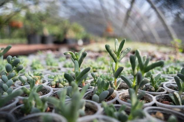 Green succulent plants cultivated for sale in large nursery garden under protective film roof