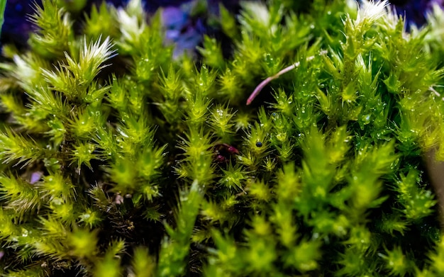 Green Succulents Nature Macro Photography Sharp To Blur Effect