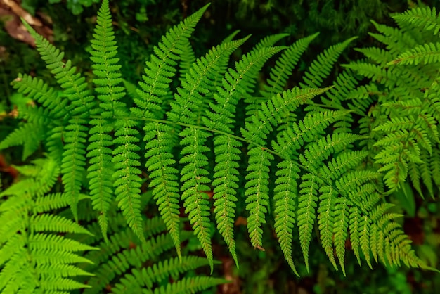 Green summer fern leaf in the forest. Dark vintage hipster background