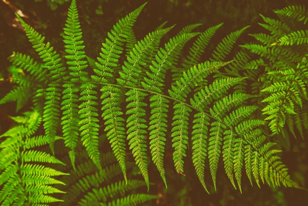 Green summer fern leaf in the forest Dark vintage hipster background