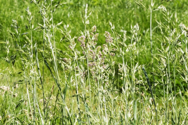 Green Summer Grass Meadow CloseUp