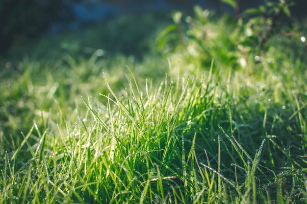 Photo green summer grass with dew in sunshine