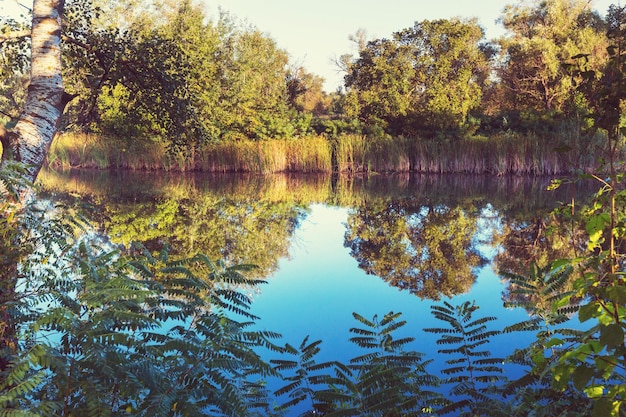 Green summer lake in the forest