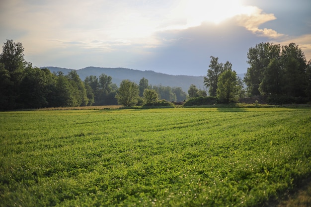 Green summer meadow landscape