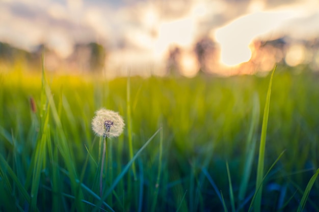 Green summer meadow with dandelions at sunset Nature background idyllic closeup pastel colors