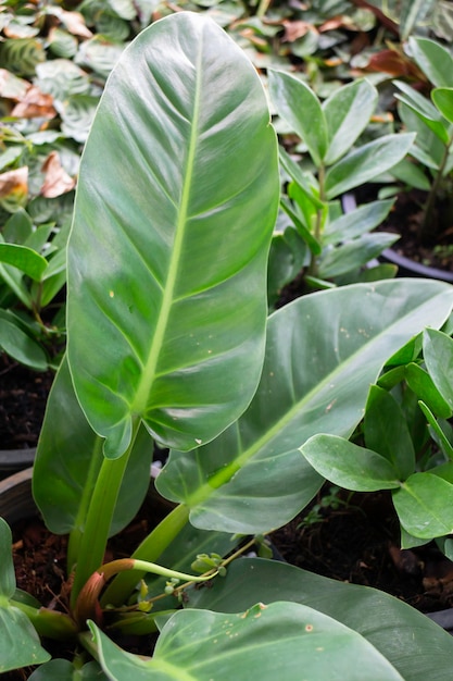 Green summer plant in outdoors market