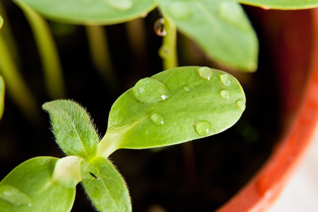 Green sunflower growing sprouts