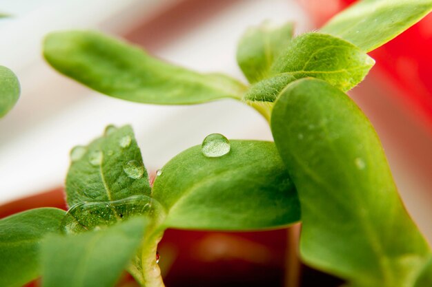 Green sunflower growing sprouts