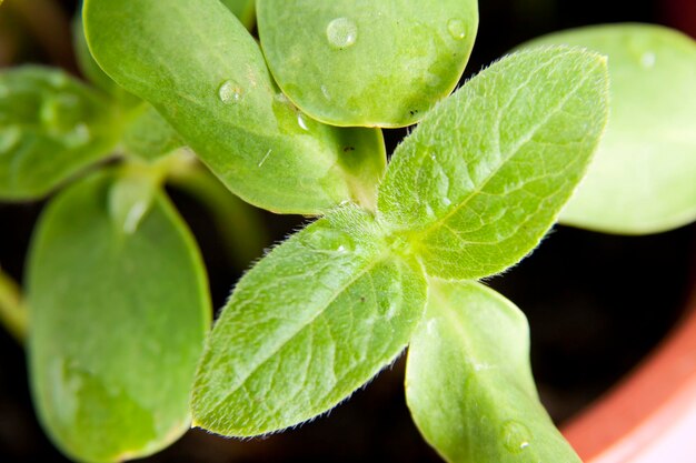 Green sunflower growing sprouts