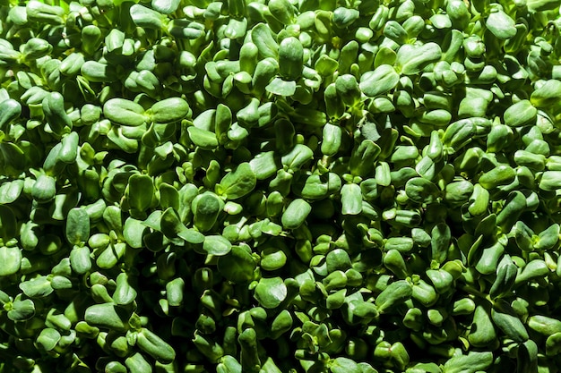 Green sunflower sprouts grown at home. The concept of healthy food, eco product, micro greens.