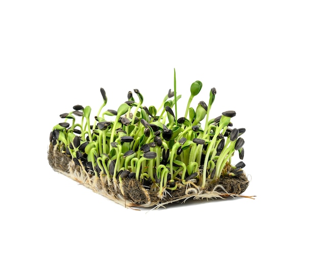 Green sunflower sprouts on a white surface, useful microgreen, close up