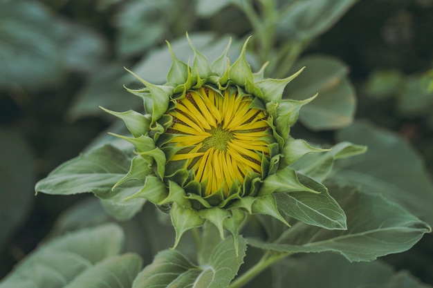 Green sunflowers grow in the field