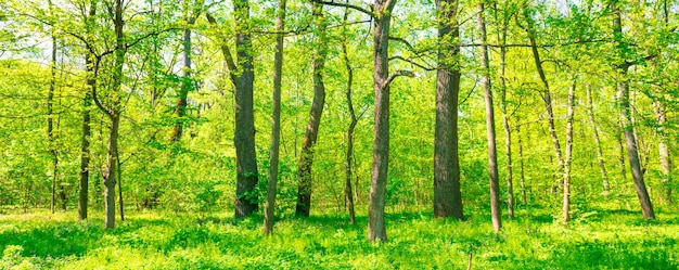 Green sunny forest panorama