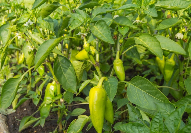 Green sweet pepper grows in the ground in the garden