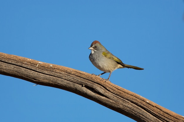 Green-tailed Towhee in Arizona