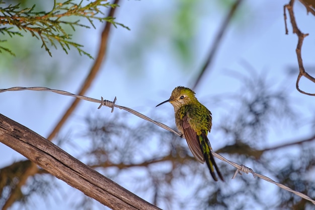 Green tailed Trainbearer Lesbia nuna