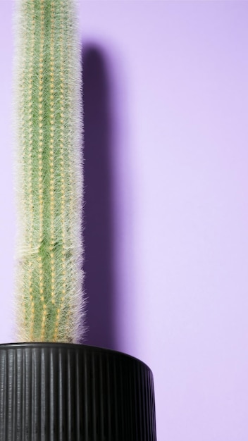 Green tall cactus in black pot on purple background Minimal creative stillife Copy space