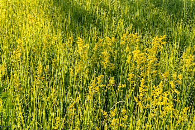 Green tall grass in the field. 