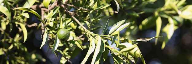 Green tangerine or orange on the tree tangerine season concept