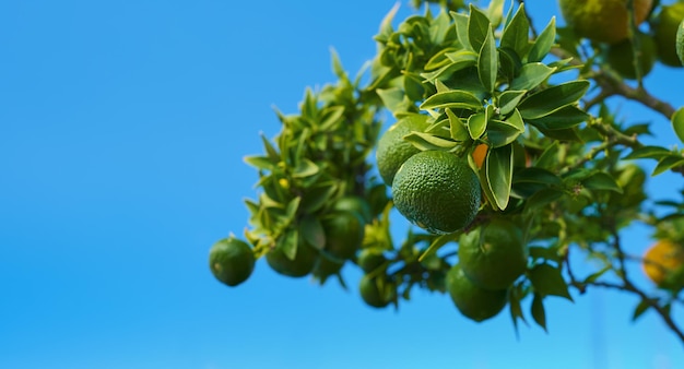 Green tangerines ripen on a tree fruits against a blue bright sky citruses on a branch an idea for a background or postcard