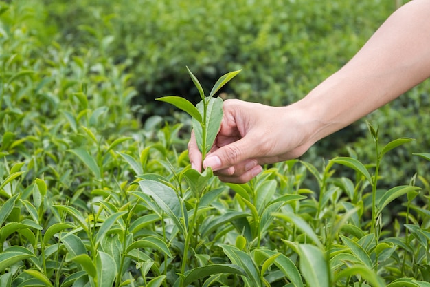 Green tea bud and fresh leaves.Handle with leaves tea.Tea plantations. Chui Fong Farm Chiang Rai