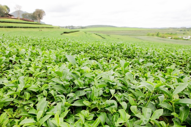 Green tea bud and fresh leaves. Tea plantations.