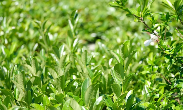 Green tea bushes with bright petals growing on plantation closeup background