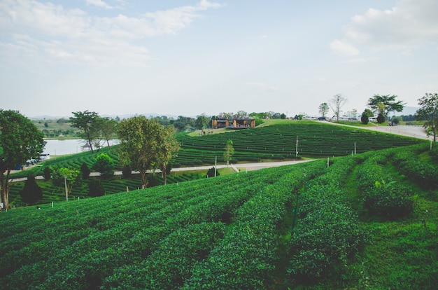 Green tea farm with road and cloundy sky