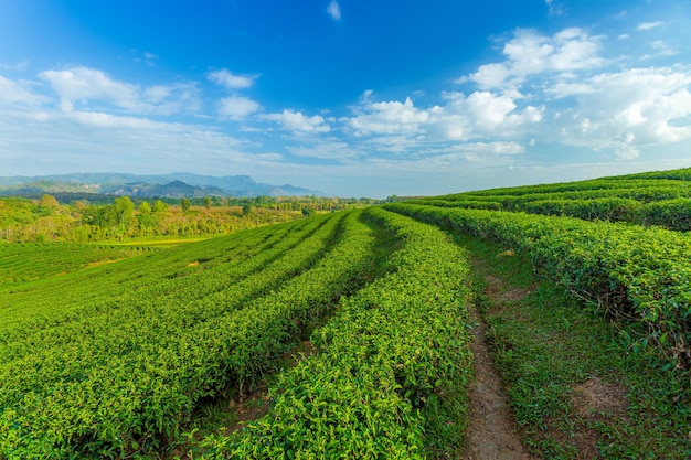 Green tea field in morning