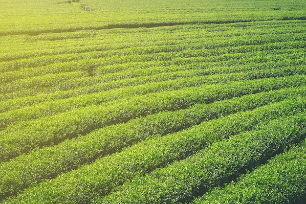 Green tea field and plantation in morning with sunlight.