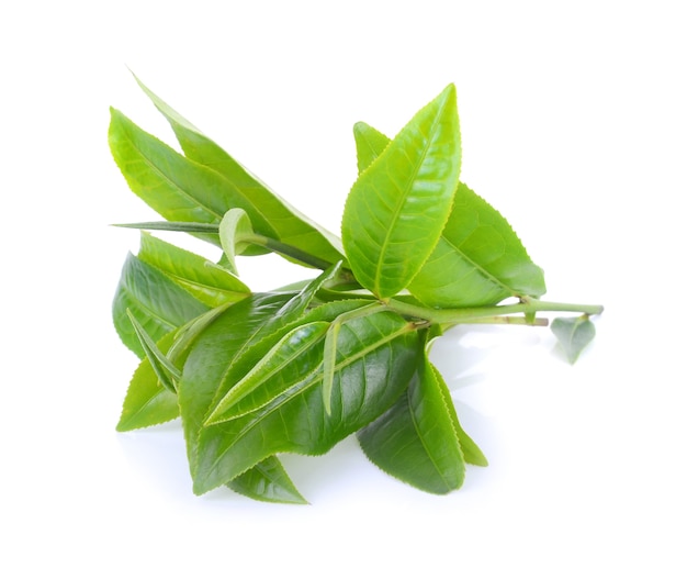 Green tea leaf isolated on white background.