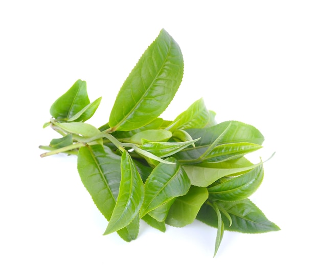 green tea leaf isolated on white background