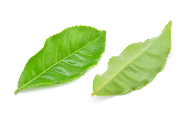 Green tea leaf isolated on white background