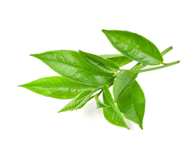 Green tea leaf isolated on white background