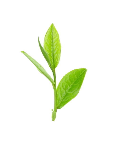 Green tea leaf isolated on white background