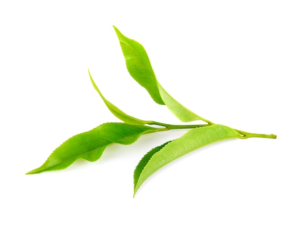 Green tea leaf isolated on white background