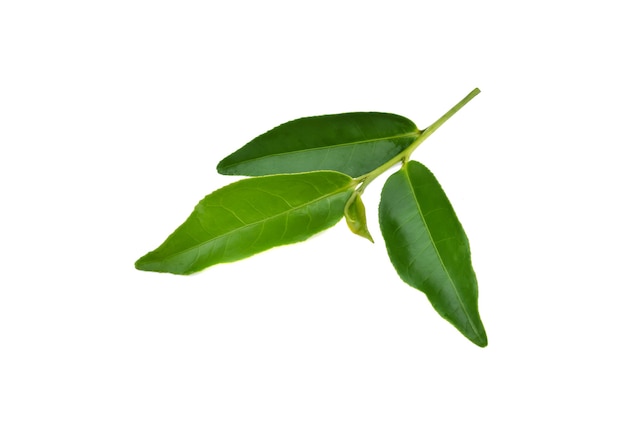 Green tea leaf isolated on white background