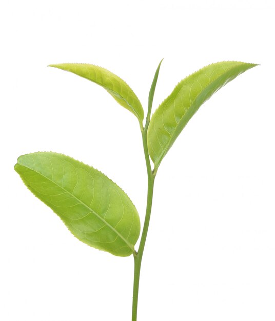 Green tea leaf isolated on white background