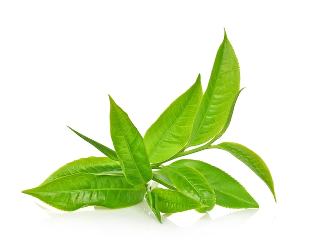 Green tea leaf isolated on white background