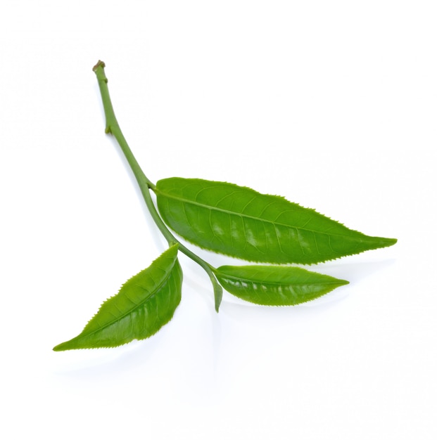 Green tea leaf isolated on white background