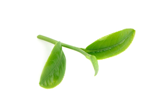 Green tea leaf isolated on white surface