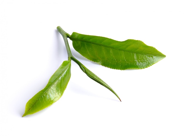 Green tea leaf isolated on white surface