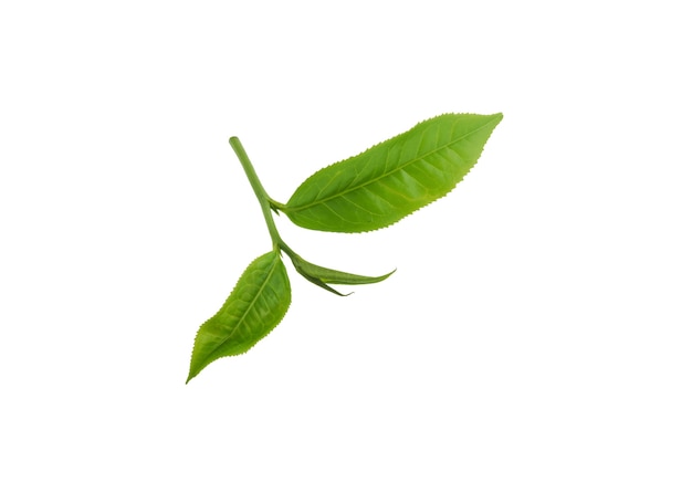 Green tea leaf isolated on white