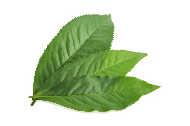 Green tea leaf isolated on white