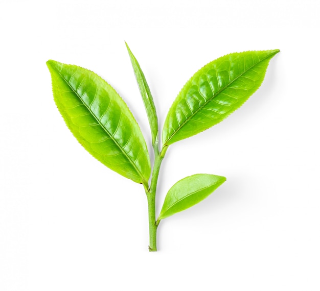 Green tea leaf isolated