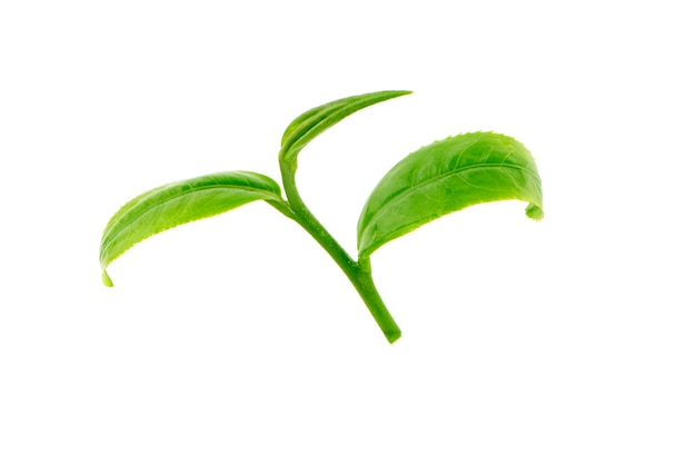 Green tea leaf isolated