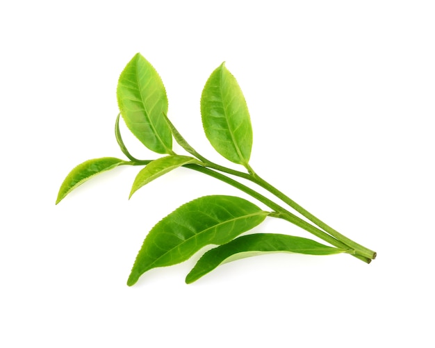 Green tea leaf isolated