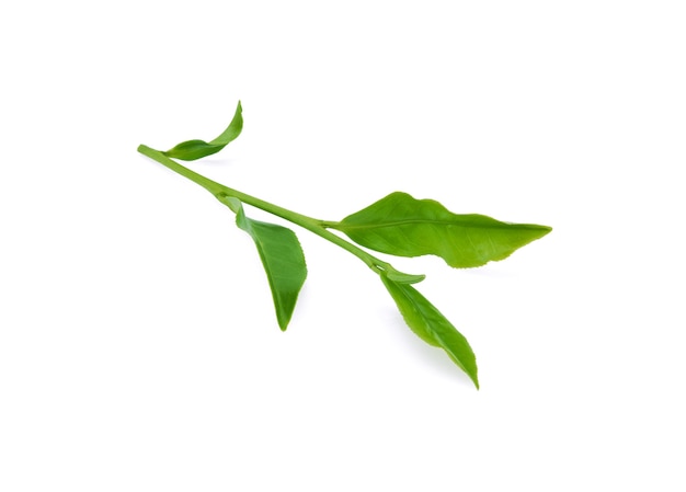 Green tea leaf isolated